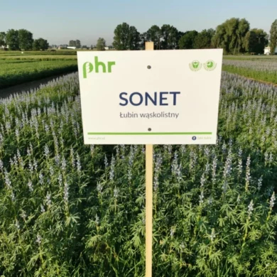 lubin waskolistny sonet PHR