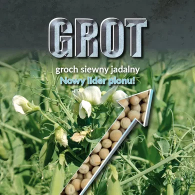Groch siewny jadalny Grot PHR