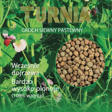Groch siewny pastewny Turnia PHR