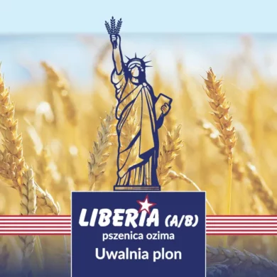 Pszenica ozima Liberia PHR