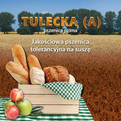 Pszenica ozima Tulecka foto2
