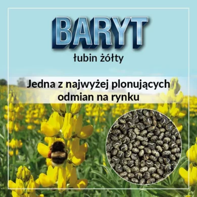 Łubin żółty Baryt