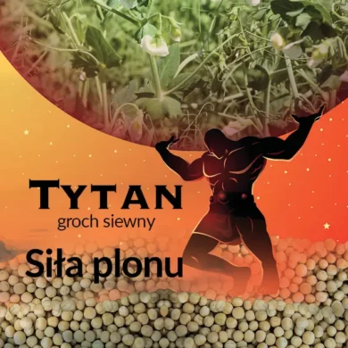 Groch siewny jadalny Tytan PHR