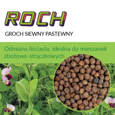 Groch siewny pastewny Roch PHR