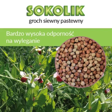 Groch siewny pastewny Sokolik PHR