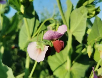 Groch siewny pastewny Turnia PHR