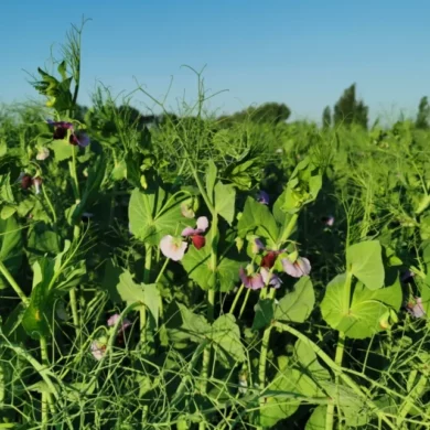 Groch siewny pastewny Turnia PHR