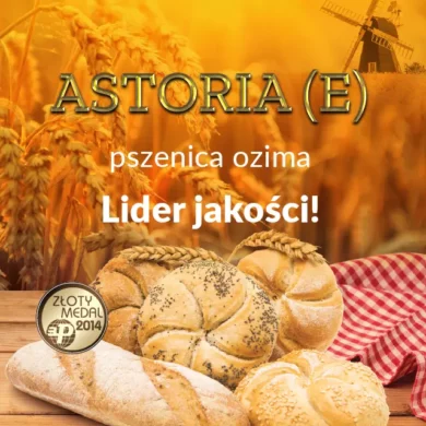 Pszenica ozima Astoria foto3