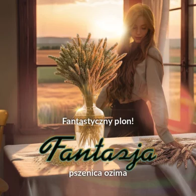 Pszenica ozima Fantazja PHR