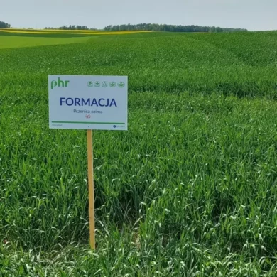 Pszenica ozima Formacja foto2