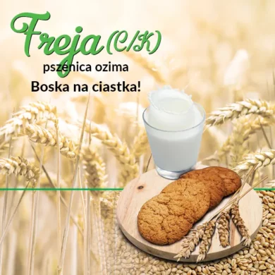 Pszenica ozima Freja foto3