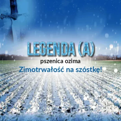 Pszenica ozima Legenda foto3