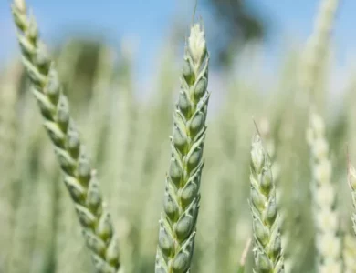 Pszenica ozima Liberia PHR