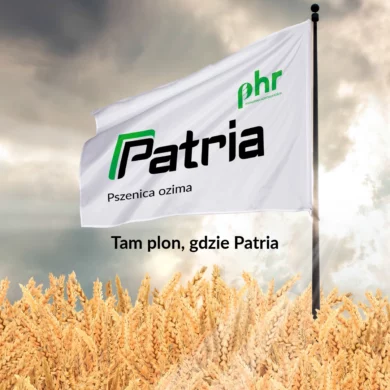 Pszenica ozima Patria PHR