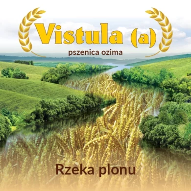 Pszenica ozima Vistula PHR