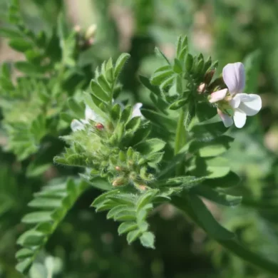 Seradela pastewna Igela