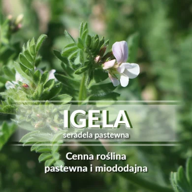 Seradela pastewna Igela