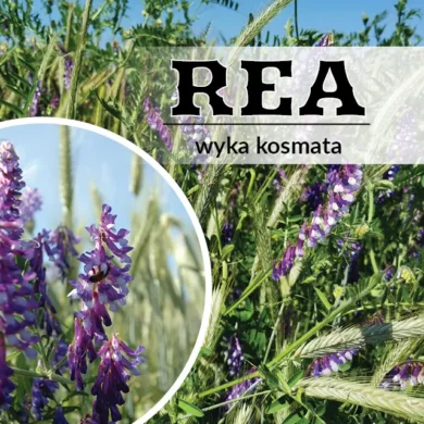 Wyka kosmata Rea