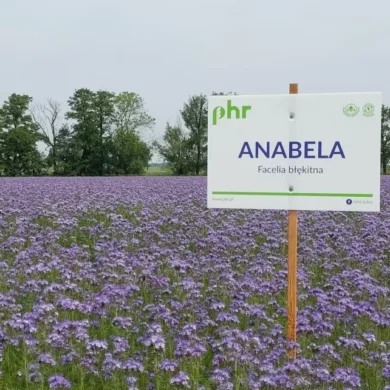 Facelia błękitna Anabela