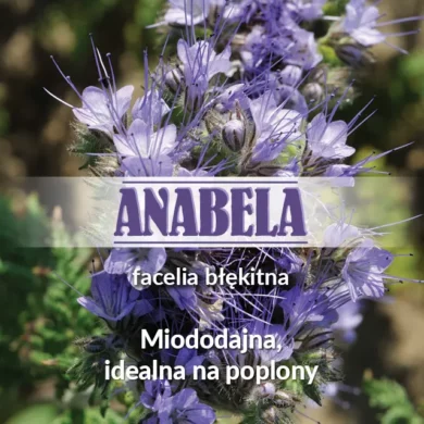 Facelia błękitna Anabela