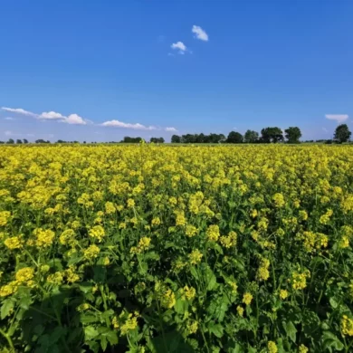 Gorczyca biała Gracja