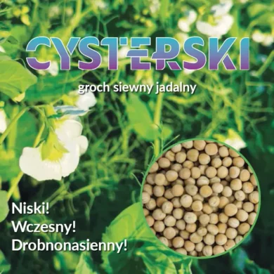 groch siewny jadalny cysterski phr foto3