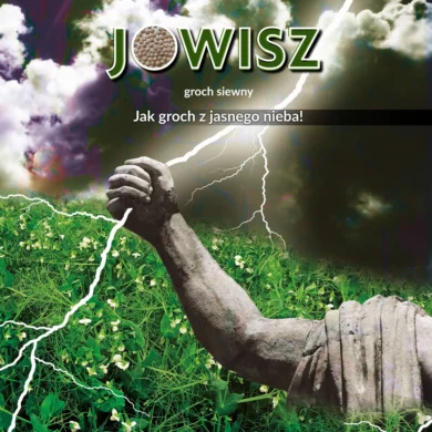 groch siewny jadalny jowisz phr foto3