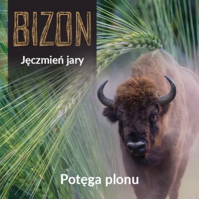 jeczmien jary bizon PHR foto3