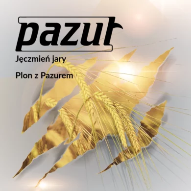 jeczmien jary pazur PHR