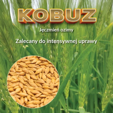 jeczmien ozimy kobuz PHR