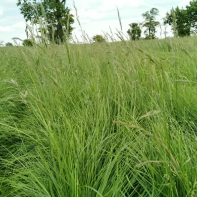kostrzewa czerwona trawa phr foto 2
