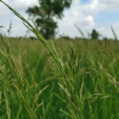 kostrzewa czerwona trawa phr foto 4