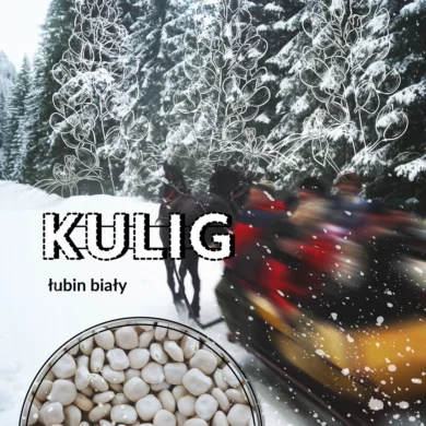 Łubin biały Kulig