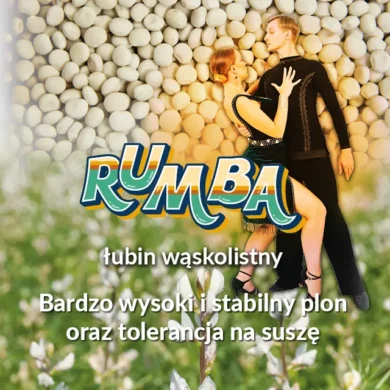 lubin waskolistny rumba PHR