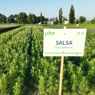 lubin waskolistny salsa PHR