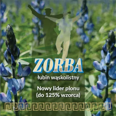lubin waskolistny zorba PHR