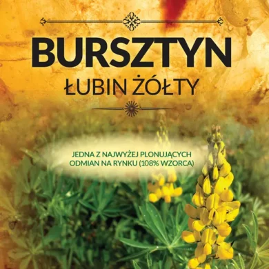 Łubin żółty Bursztyn