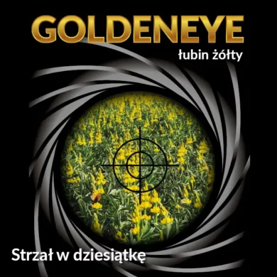 Łubin żółty Goldeneye