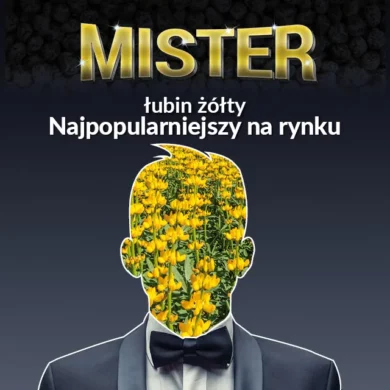 Łubin żółty Mister