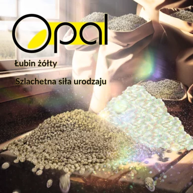 lubin zolty opal PHR foto1
