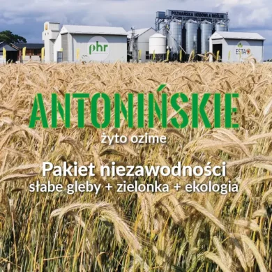 zyto ozime Antoninskie PHR