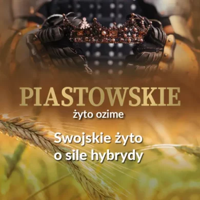 zyto ozime Piastowskie foto3