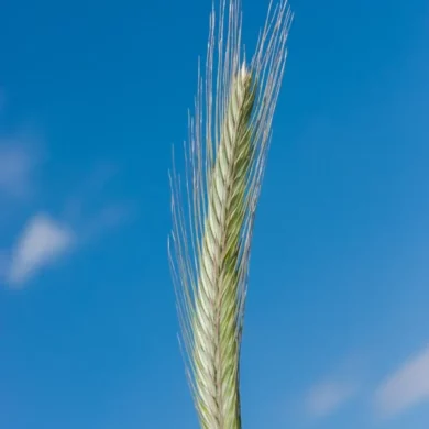 zyto ozime poznanskie foto2