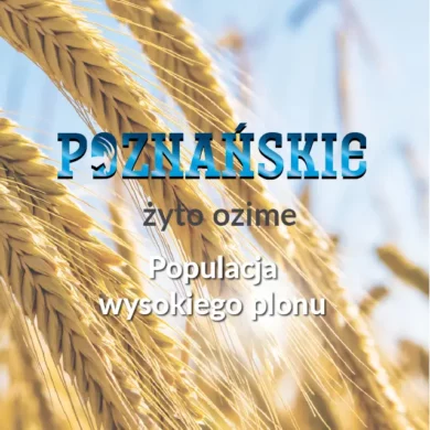 zyto ozime poznanskie foto3