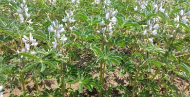 Łubin biały Kulig, nowa odmiana zarejestrowana 2023 roku