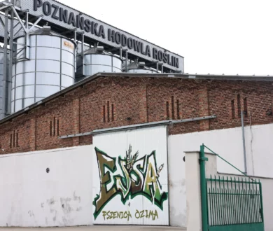 Graffiti Pszenicy ozimej Essa podczas Otwartego Dnia Pola PHR w Nagradowicach