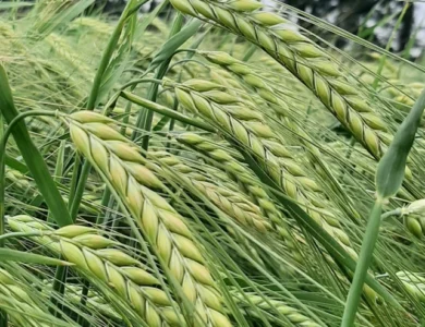 Jęczmień jary BIZON PHR odmiany jęczmienia jarego
