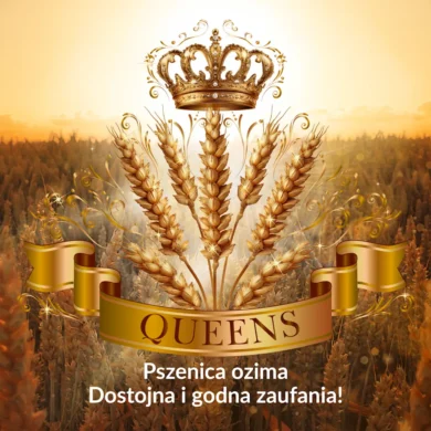Pszenica ozima Queens plakat