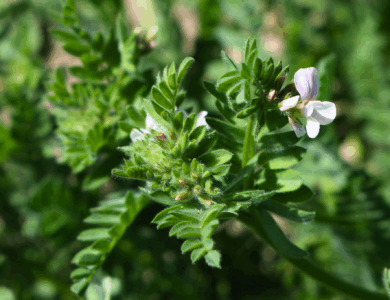 Seradela Igela PHR. Poznańska Hodowla Roślin. Nasiona seradeli