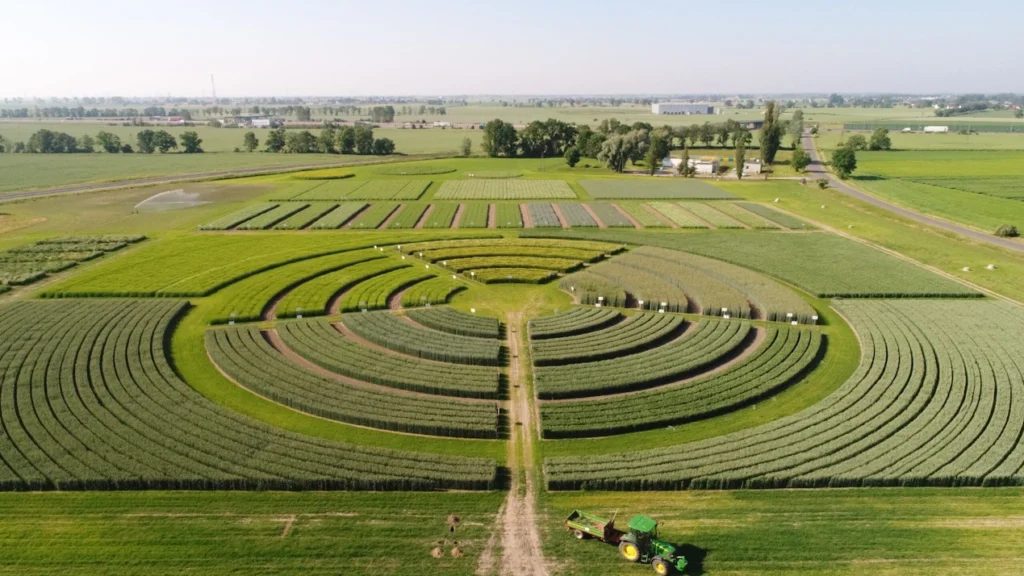 Hodowla Roślin. Poletka demonstracyjne. Poznańska Hodowla Roślin